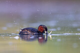 Image. Little Grebe