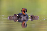 Image. Little Grebe