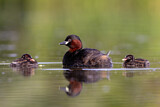 Image. Little Grebe