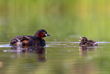 Image. Little Grebe