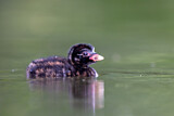 Image. Little Grebe