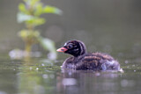 Image. Little Grebe