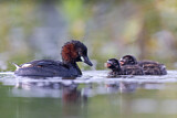 Image. Little Grebe