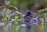 Image. Little Grebe