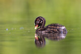 Image. Little Grebe