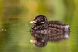 Image. Little Grebe
