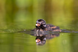 Image. Little Grebe