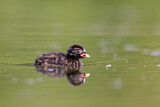 Image. Little Grebe