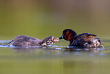 Image. Little Grebe