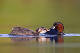 Image. Little Grebe