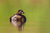 Image. Little Grebe
