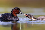 Image. Little Grebe