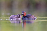 Image. Little Grebe