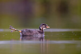 Image. Little Grebe