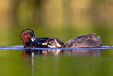 Image. Little Grebe