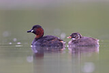 Image. Little Grebe