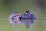 Image. Little Grebe