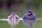 Image. Little Grebe