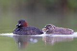 Image. Little Grebe