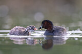 Image. Little Grebe