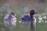 Image. Little Grebe