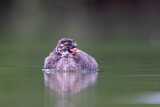 Image. Little Grebe
