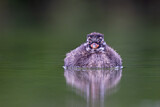 Image. Little Grebe