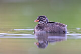 Image. Little Grebe