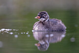 Image. Little Grebe