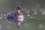 Image. Little Grebe
