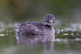 Image. Little Grebe