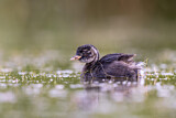 Image. Little Grebe