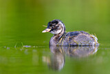 Image. Little Grebe