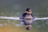 Image. Little Grebe