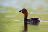 Image. Little Grebe