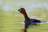Image. Little Grebe