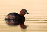 Image. Little Grebe