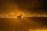 Image. Little Grebe