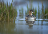 Image. Little Grebe