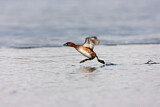Image. Little Grebe