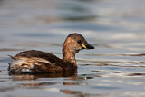 Image. Little Grebe