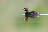 Image. Little Grebe