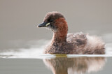 Image. Little Grebe
