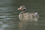 Image. Little Grebe