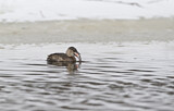 Image. Little Grebe