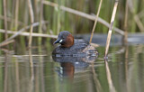 Image. Little Grebe