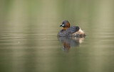 Image. Little Grebe