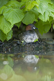 Image. Little Grebe