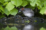 Image. Little Grebe