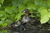 Image. Little Grebe
